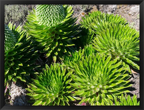 Framed Giant Lobelia, Lobelia deckenii, in Mount Kenya NP, Kenya, Africa. Print