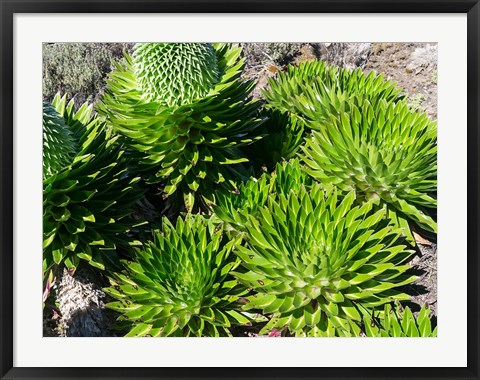 Framed Giant Lobelia, Lobelia deckenii, in Mount Kenya NP, Kenya, Africa. Print