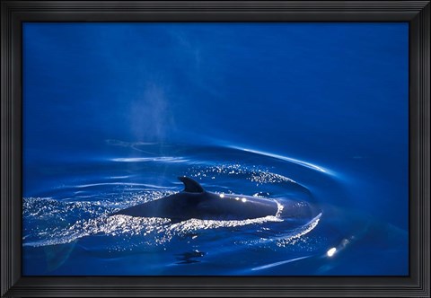 Framed Antarctic Minke Whale, Boothe Island, Lemaire Channel, Antarctica Print