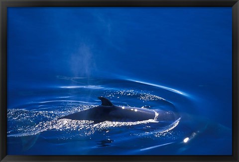 Framed Antarctic Minke Whale, Boothe Island, Lemaire Channel, Antarctica Print