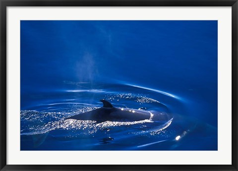 Framed Antarctic Minke Whale, Boothe Island, Lemaire Channel, Antarctica Print