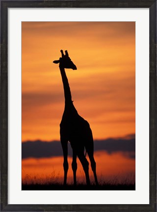 Framed Giraffe Silhouetted, Masai Mara Game Reserve, Kenya Print