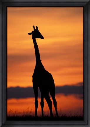 Framed Giraffe Silhouetted, Masai Mara Game Reserve, Kenya Print