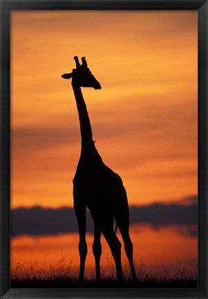 Framed Giraffe Silhouetted, Masai Mara Game Reserve, Kenya Print