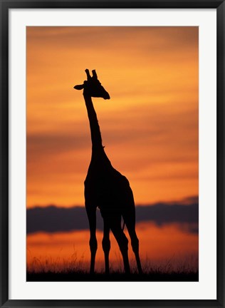 Framed Giraffe Silhouetted, Masai Mara Game Reserve, Kenya Print