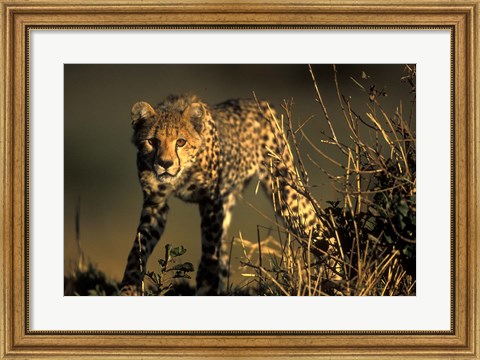 Framed Cheetah Cub in Short Grass, Masai Mara Game Reserve, Kenya Print