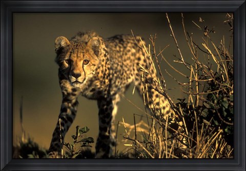 Framed Cheetah Cub in Short Grass, Masai Mara Game Reserve, Kenya Print