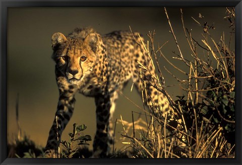 Framed Cheetah Cub in Short Grass, Masai Mara Game Reserve, Kenya Print