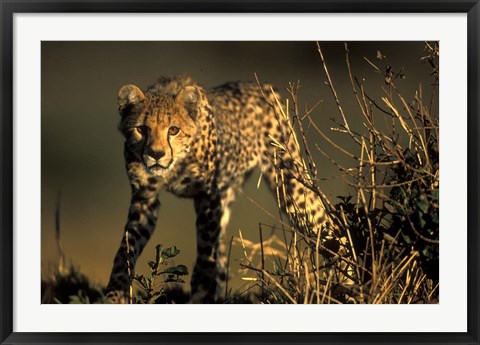 Framed Cheetah Cub in Short Grass, Masai Mara Game Reserve, Kenya Print