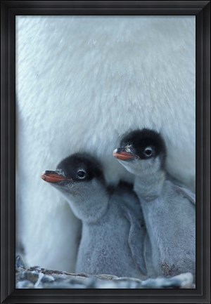 Framed Gentoo Penguin Chicks, Port Lockroy, Wiencke Island, Antarctica Print