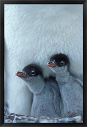 Framed Gentoo Penguin Chicks, Port Lockroy, Wiencke Island, Antarctica Print