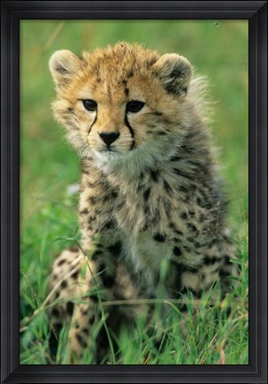 Framed Cheetah, Tanzania, Serengeti NP, Cheetah cub Print