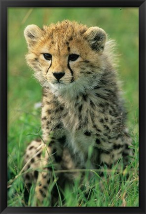 Framed Cheetah, Tanzania, Serengeti NP, Cheetah cub Print