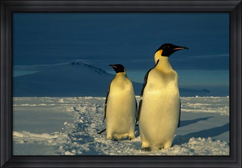 Framed Emperor Penguins, Mt. Melbourne, Antarctica Print