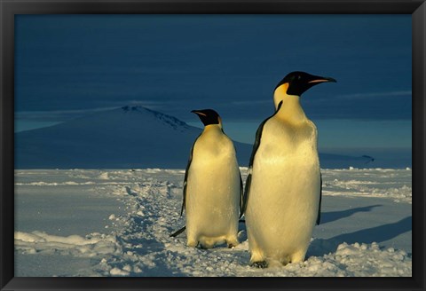 Framed Emperor Penguins, Mt. Melbourne, Antarctica Print