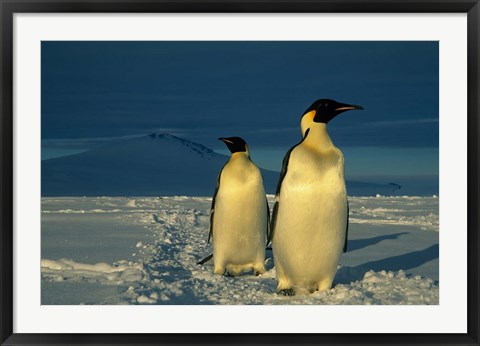 Framed Emperor Penguins, Mt. Melbourne, Antarctica Print