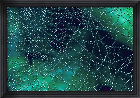 Framed Dew Drops on Spider Web Print