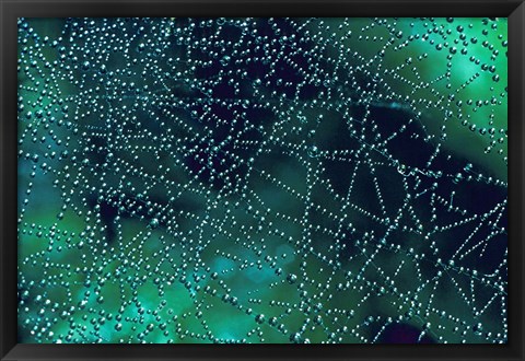 Framed Dew Drops on Spider Web Print