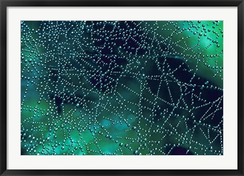 Framed Dew Drops on Spider Web Print