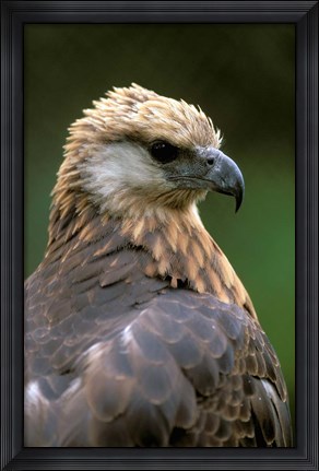 Framed Giant Coua Sunbathing, Berenty Private Reserve, Madagascar Print