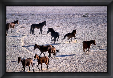 Framed Herd of Wild Horses, Namib Naukluft National Park, Namibia Print