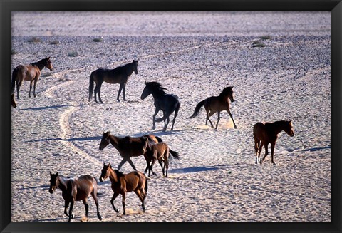 Framed Herd of Wild Horses, Namib Naukluft National Park, Namibia Print