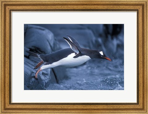 Framed Adelie Penguins Waving Flippers, Petermann Island, Antarctica Print