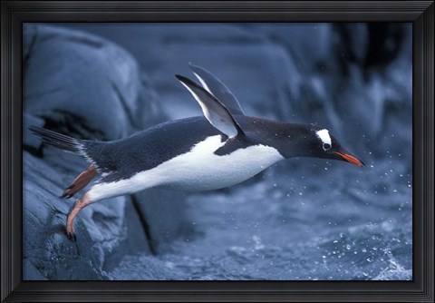 Framed Adelie Penguins Waving Flippers, Petermann Island, Antarctica Print