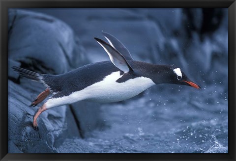 Framed Adelie Penguins Waving Flippers, Petermann Island, Antarctica Print