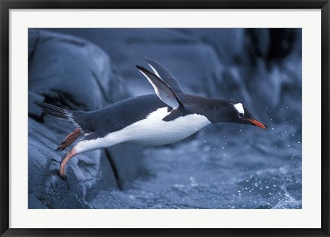 Framed Adelie Penguins Waving Flippers, Petermann Island, Antarctica Print