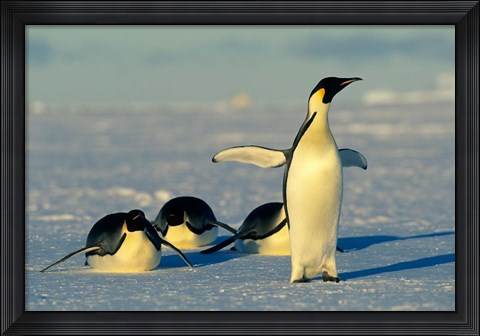 Framed Emperor Penguins, Antarctica, Atka Bay, Weddell Sea Print