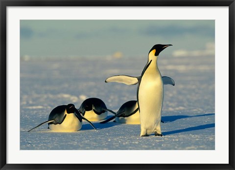 Framed Emperor Penguins, Antarctica, Atka Bay, Weddell Sea Print