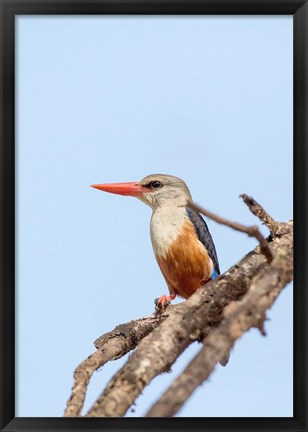 Framed Grey-headed Kingfisher, Tanzania Print