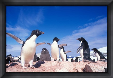 Framed Adelie Penguin Rookery, Petermann Island, Lemaire Channel, Antarctica Print