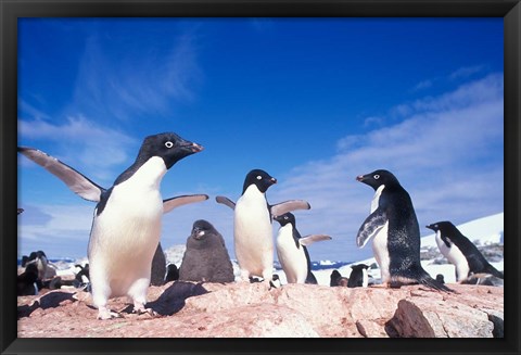 Framed Adelie Penguin Rookery, Petermann Island, Lemaire Channel, Antarctica Print