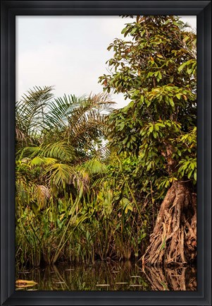 Framed Africa, Liberia, Monrovia. Plantlife along the Du River. Print