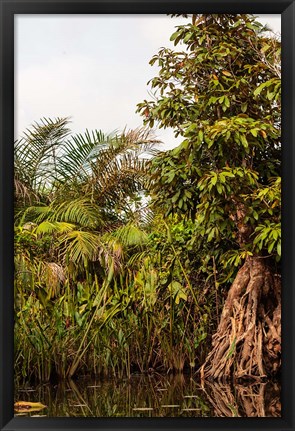 Framed Africa, Liberia, Monrovia. Plantlife along the Du River. Print