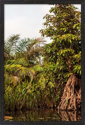 Framed Africa, Liberia, Monrovia. Plantlife along the Du River. Print