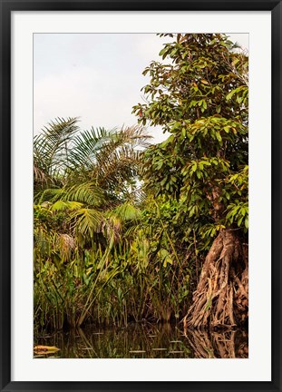 Framed Africa, Liberia, Monrovia. Plantlife along the Du River. Print