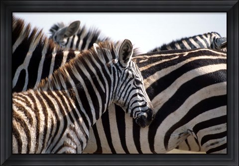 Framed Black and White Stripe Pattern of a Plains Zebra Colt, Kenya Print