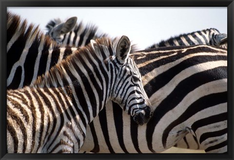 Framed Black and White Stripe Pattern of a Plains Zebra Colt, Kenya Print