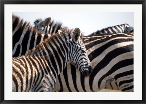 Framed Black and White Stripe Pattern of a Plains Zebra Colt, Kenya Print