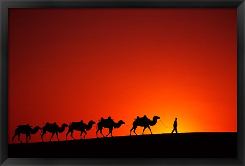 Framed Camel Caravan at Sunrise, Silk Road, China Print