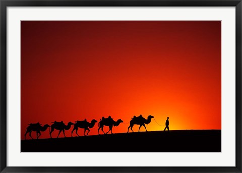 Framed Camel Caravan at Sunrise, Silk Road, China Print