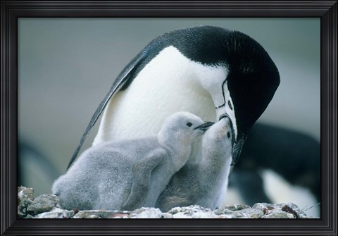 Framed Chinstrap Penguins, Deception Island, Antarctica Print