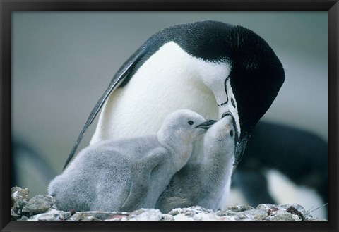 Framed Chinstrap Penguins, Deception Island, Antarctica Print