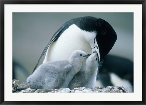 Framed Chinstrap Penguins, Deception Island, Antarctica Print