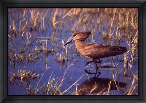 Framed Hamerkop, Okavango Delta, Botswana Print