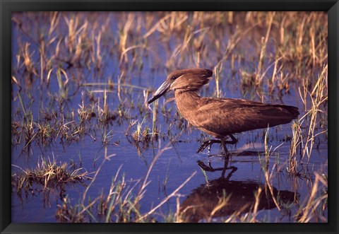 Framed Hamerkop, Okavango Delta, Botswana Print