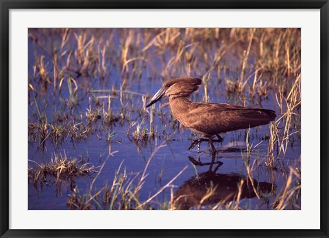 Framed Hamerkop, Okavango Delta, Botswana Print